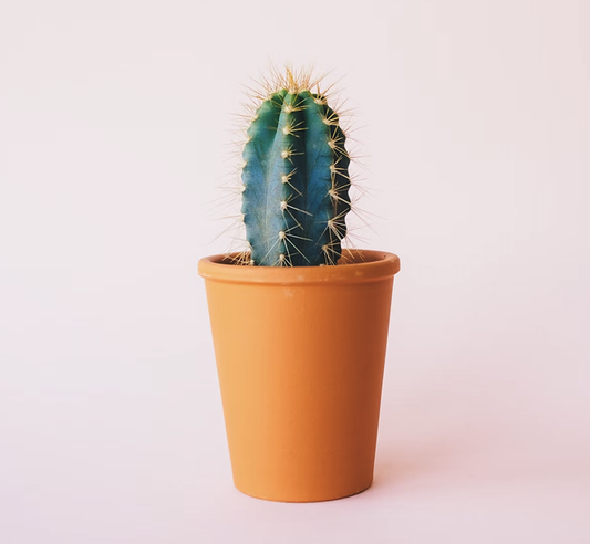 Prueba Planta de interior